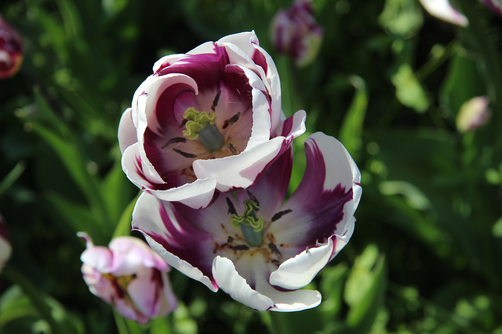 Canon EF-S 17-85mm F4-5.6 IS USM sample photo. Tulip photography