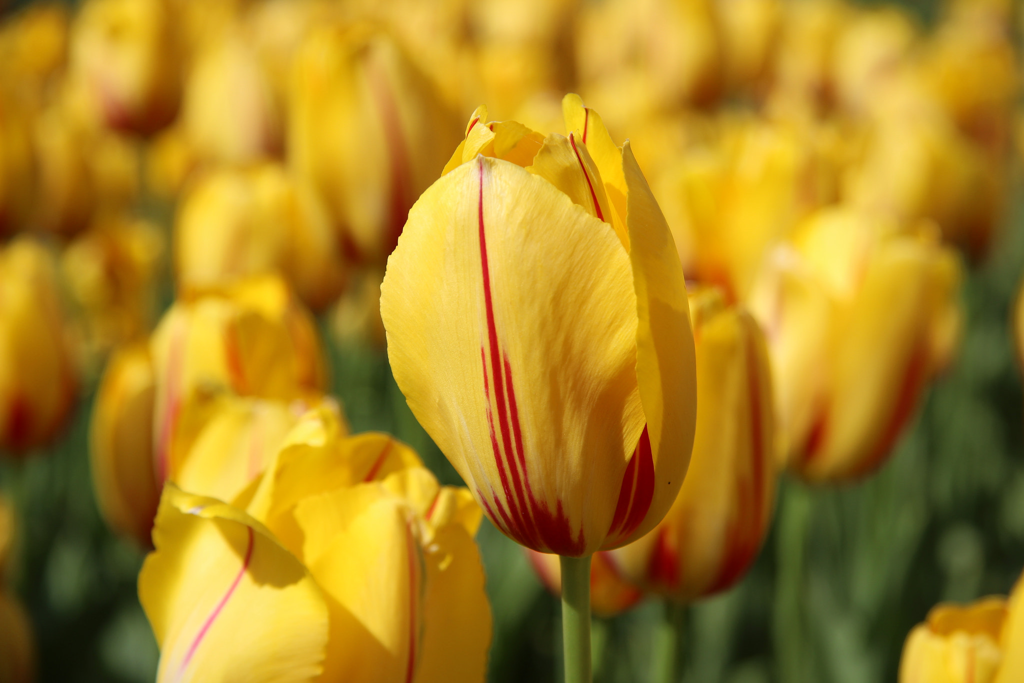 Canon EF-S 17-85mm F4-5.6 IS USM sample photo. Tulip photography