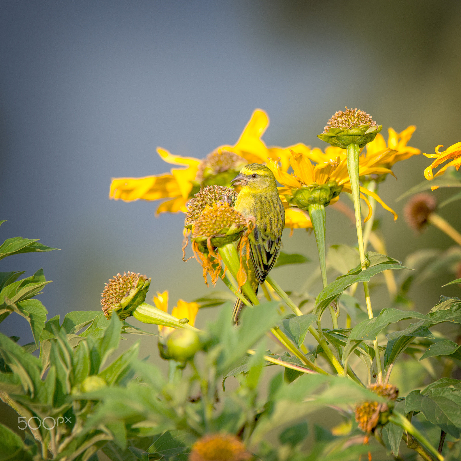 Sigma 150-500mm F5-6.3 DG OS HSM sample photo. Canary in rwanda photography