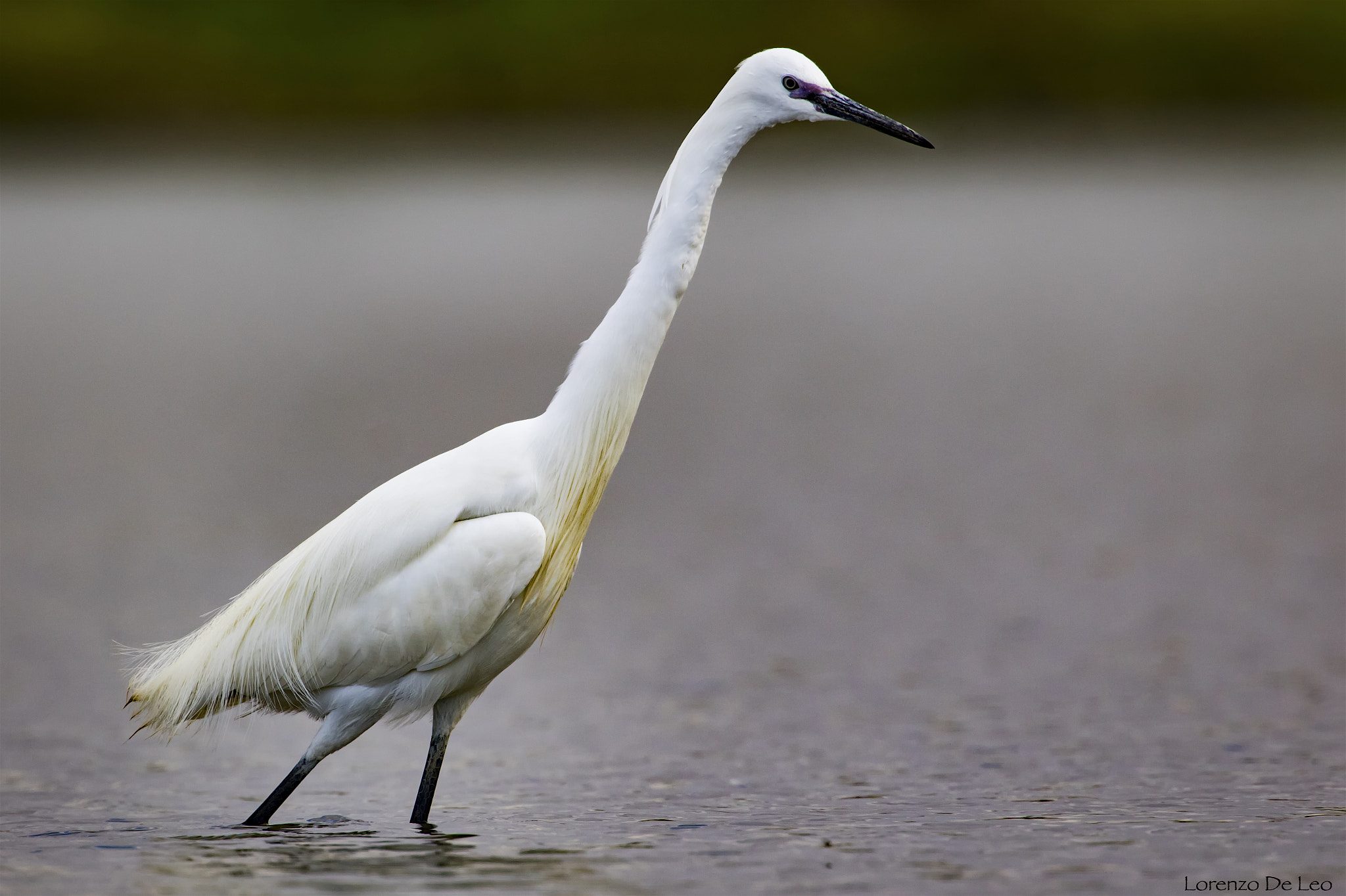 Canon EF 300mm F2.8L IS II USM sample photo. Bianco photography