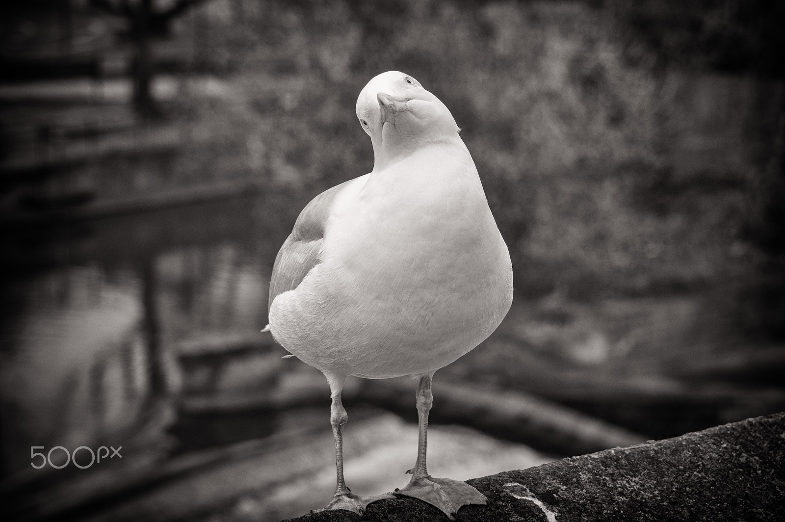 Tamron AF 28-75mm F2.8 XR Di LD Aspherical (IF) sample photo. What do you want photography