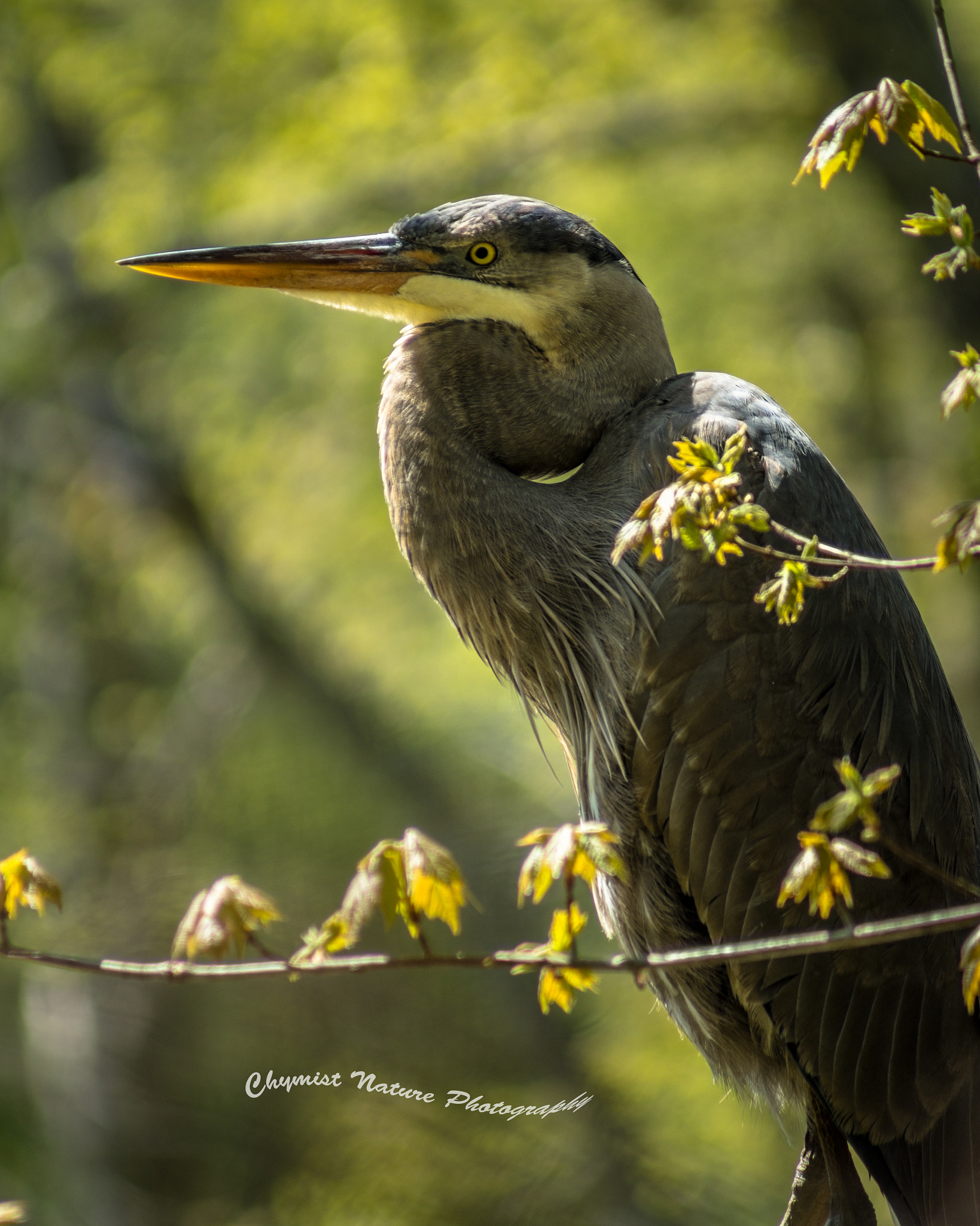 Sony 75-300mm F4.5-5.6 sample photo. Blue heron photography