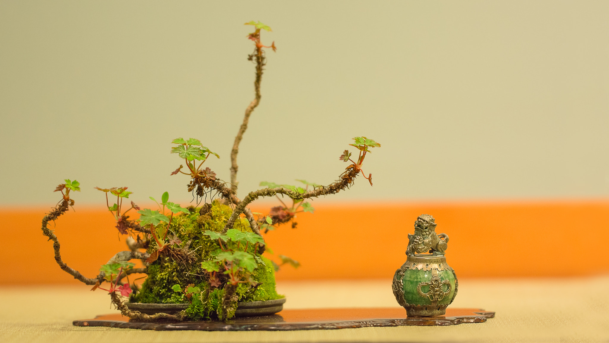 Sigma 150mm F2.8 EX DG OS Macro HSM sample photo. Bonsai photography