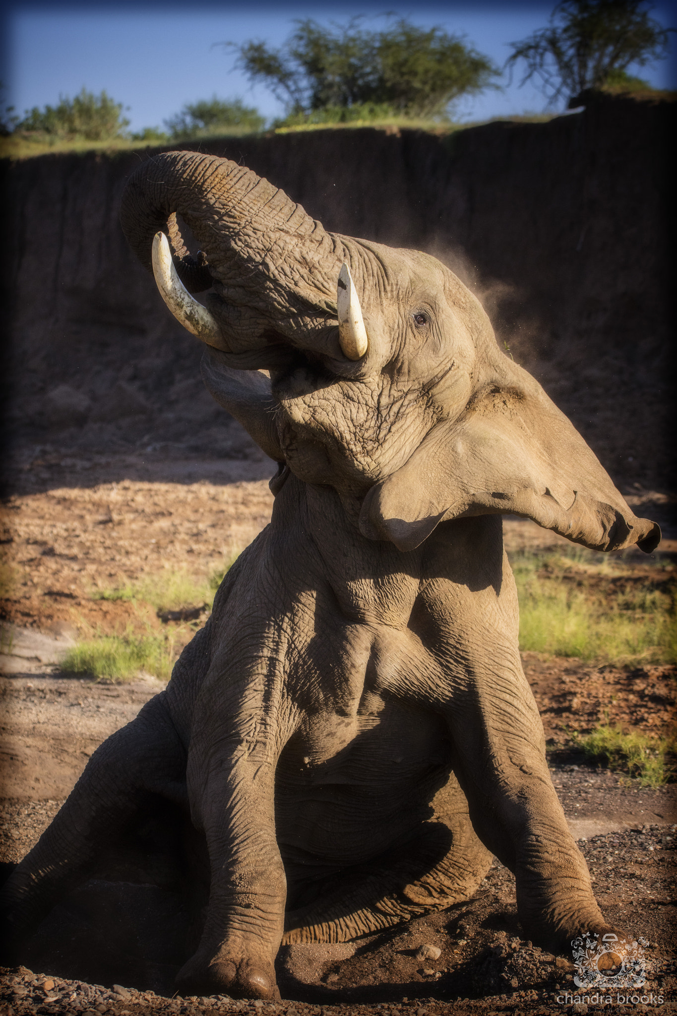 Canon EOS 5DS R + Sigma 150-600mm F5-6.3 DG OS HSM | C sample photo. Elephant photography