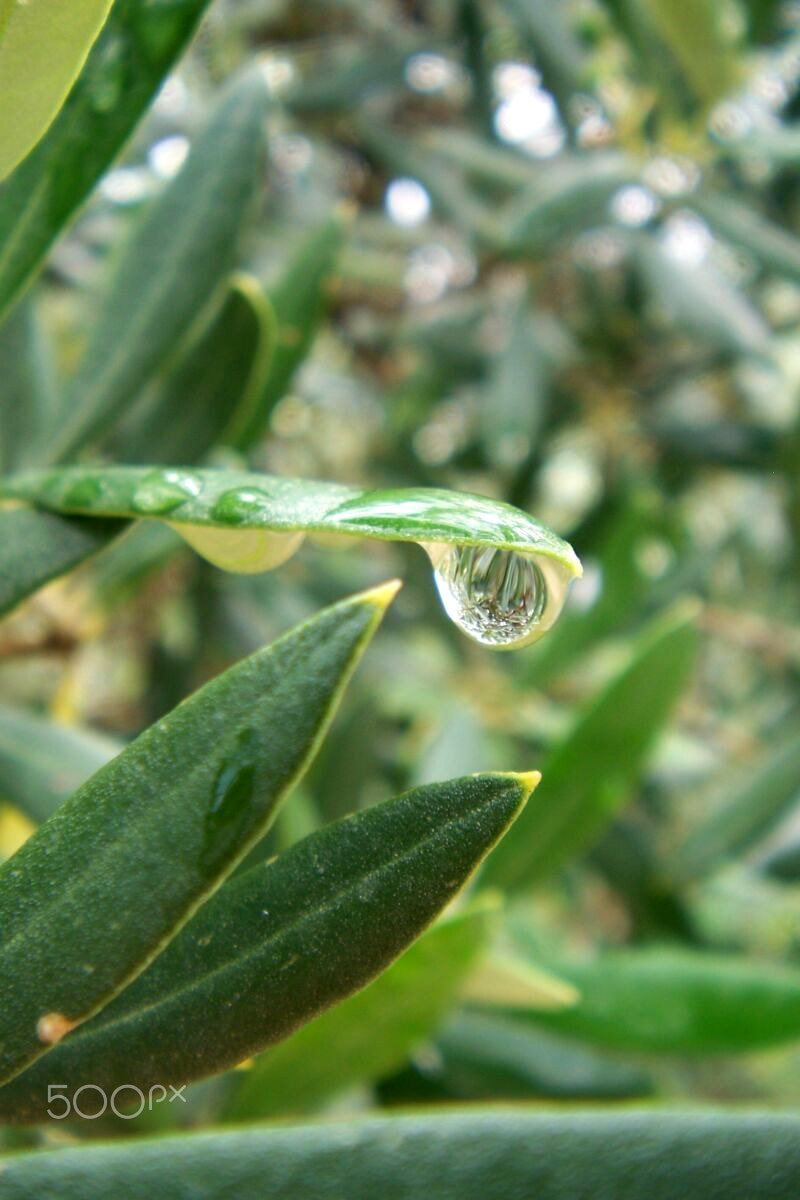 Kodak V610 DUAL LENS DIGITAL CAMERA sample photo. The rain drop photography