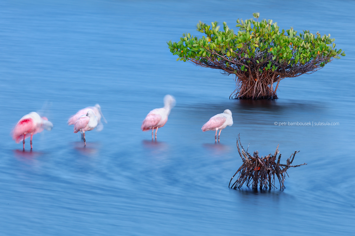 Canon EOS 5DS + Canon EF 300mm F2.8L IS II USM sample photo. Dreaming spoonbills | florida 2016 photography