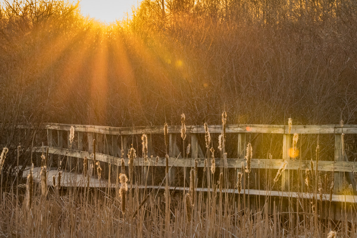 Sony a7R + Tamron SP 150-600mm F5-6.3 Di VC USD sample photo. Doux rayons du printemps... photography