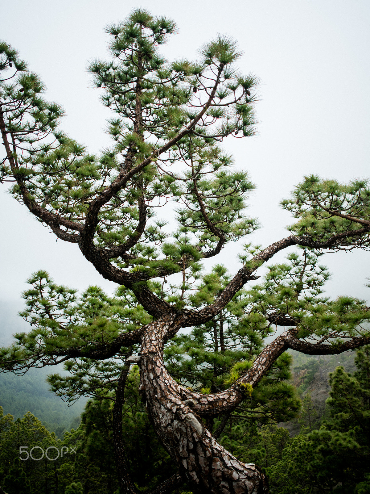 smc PENTAX-FA 645 45mm F2.8 sample photo. Foggy caldera de taburiente photography