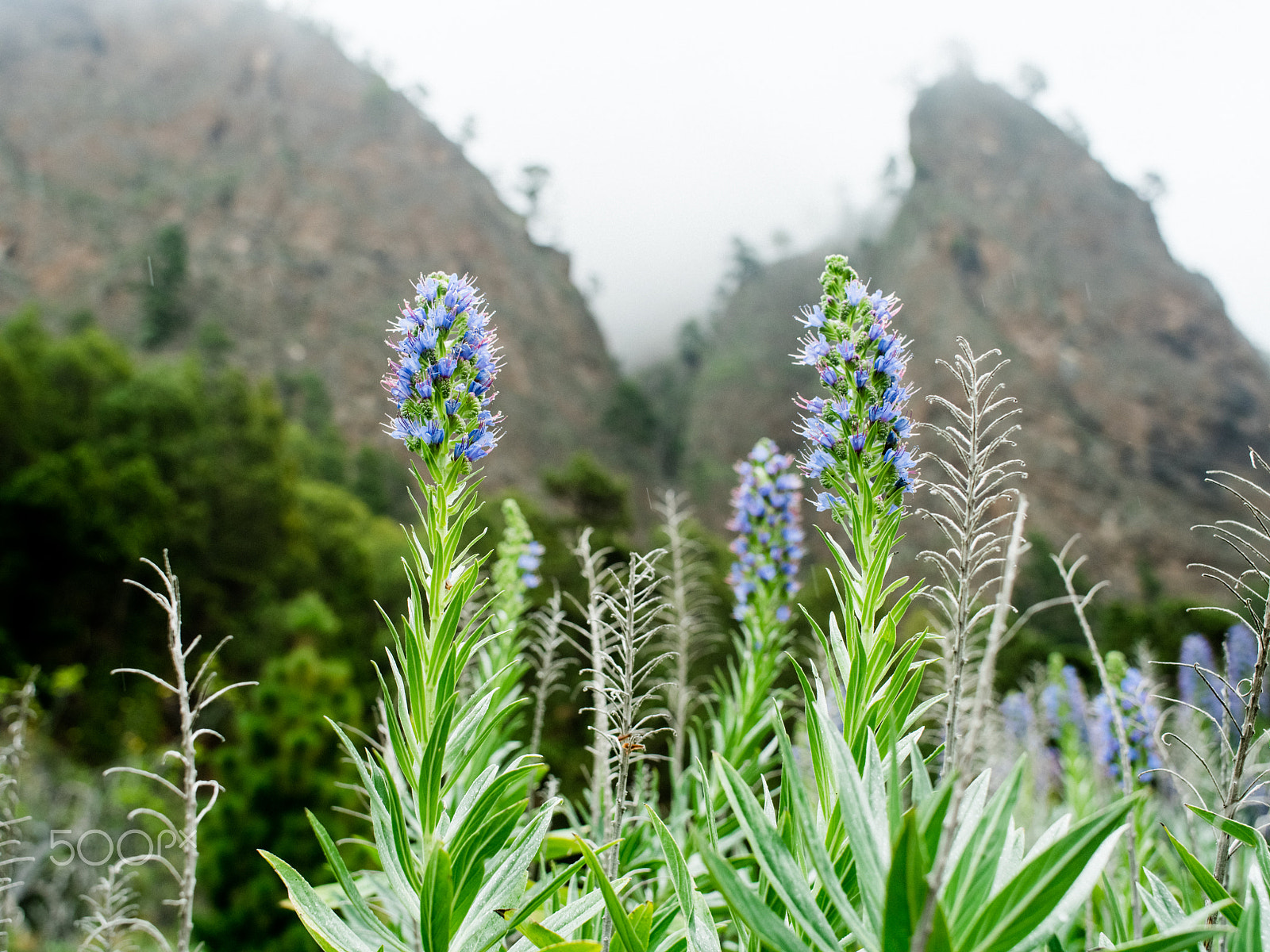 smc PENTAX-FA 645 45mm F2.8 sample photo. Foggy caldera de taburiente photography