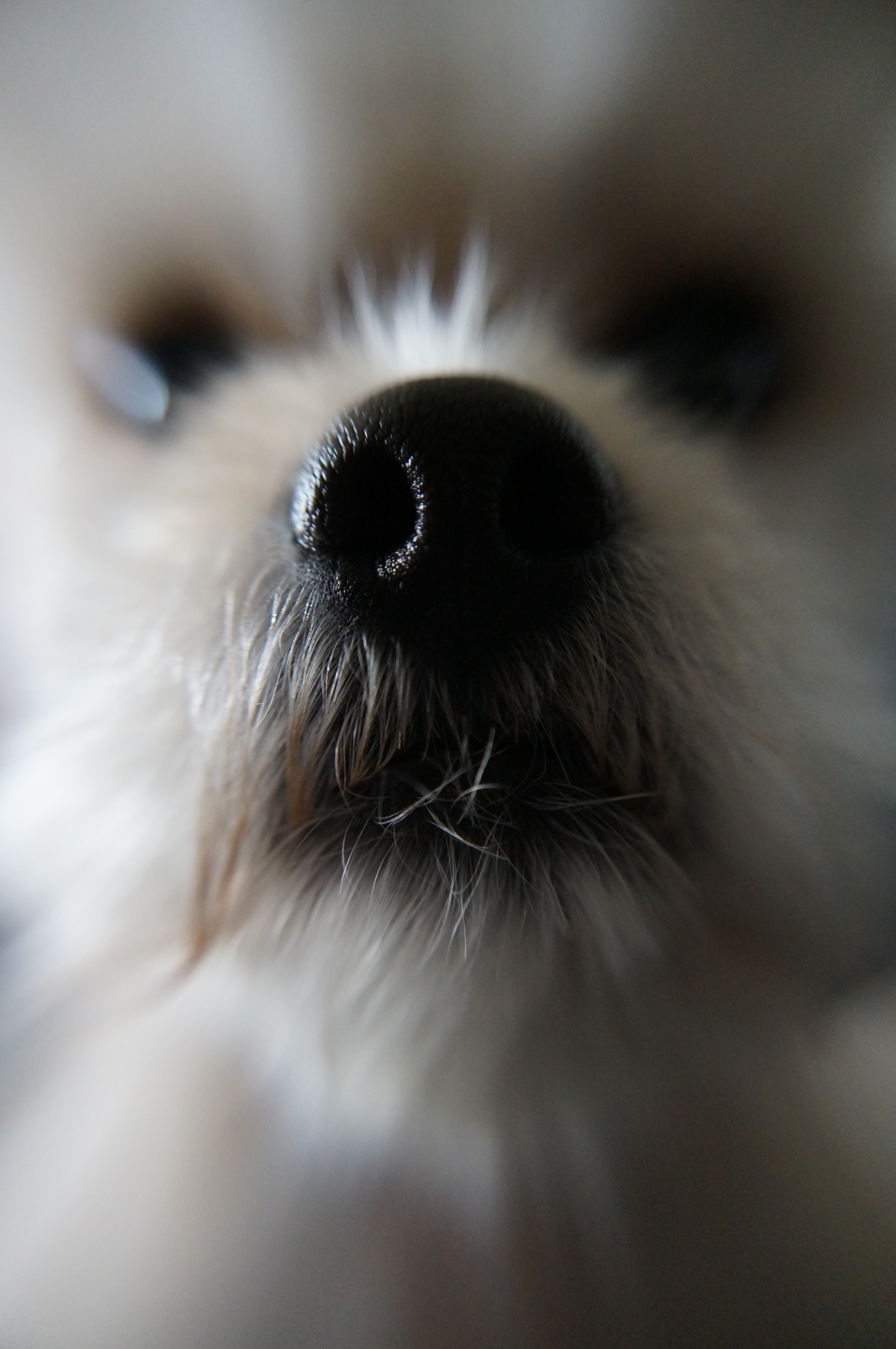 Sony E 16-50mm F3.5-5.6 PZ OSS sample photo. Mi perro photography