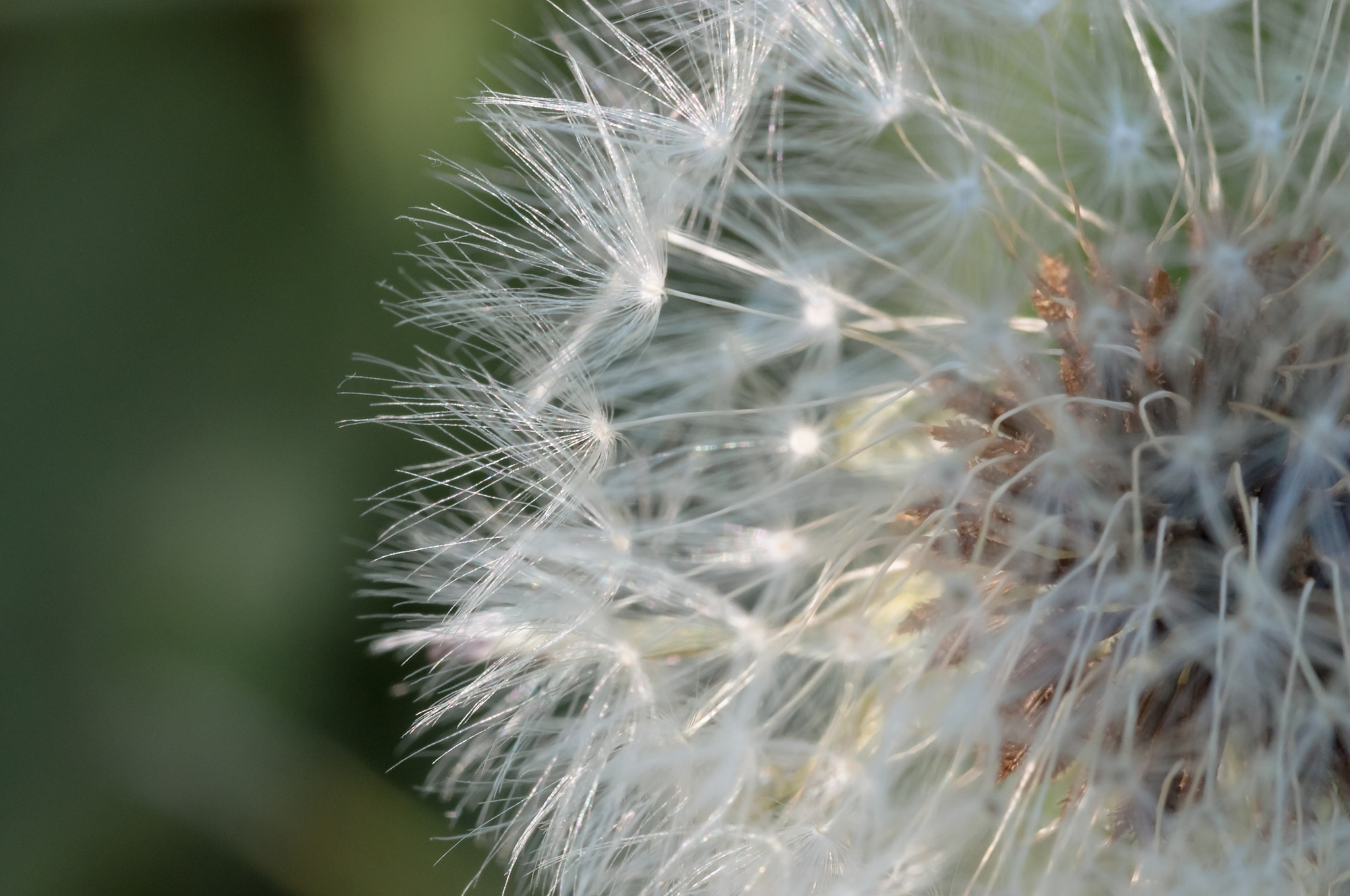 Sigma 105mm F2.8 EX DG OS HSM sample photo. Dandelion photography