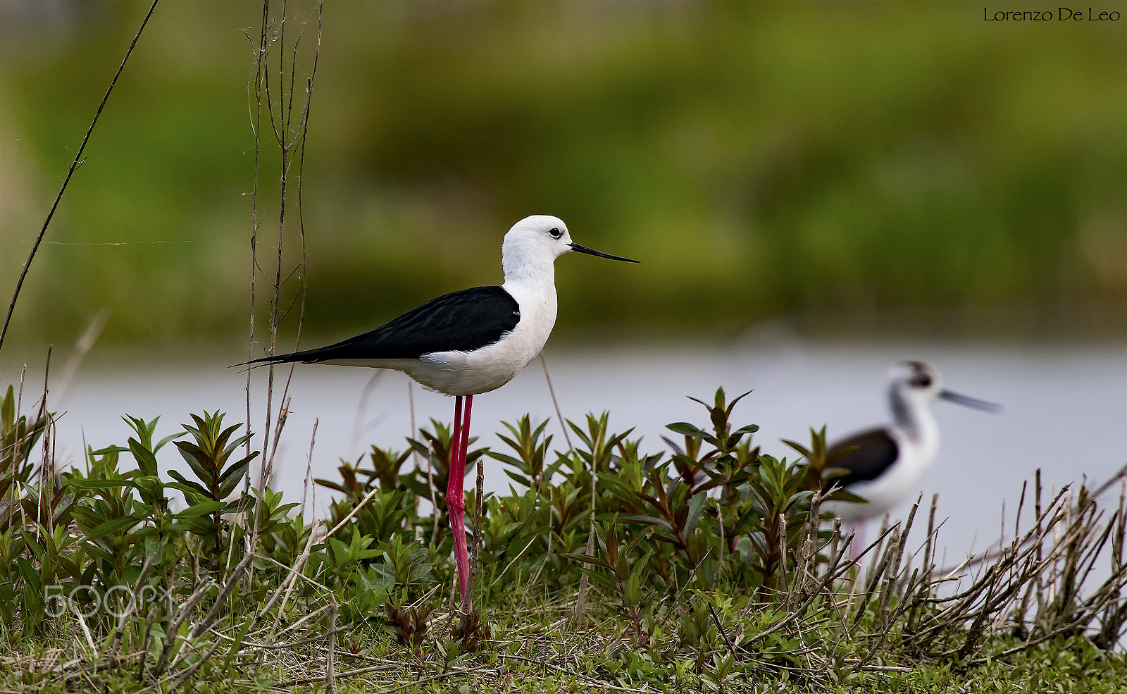 Canon EF 300mm F2.8L IS II USM sample photo. Cavaliere d italia photography