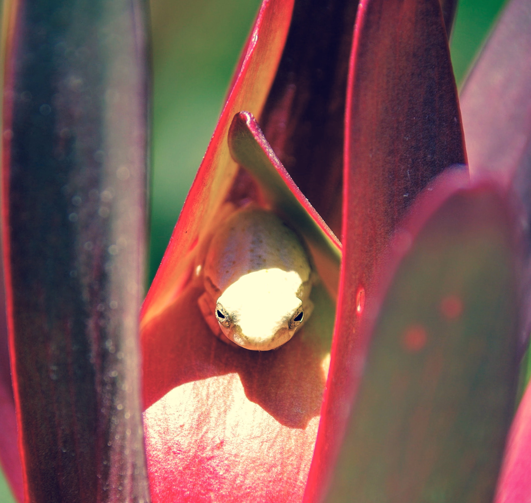 Sigma 18-250mm F3.5-6.3 DC Macro OS HSM sample photo. Hide photography