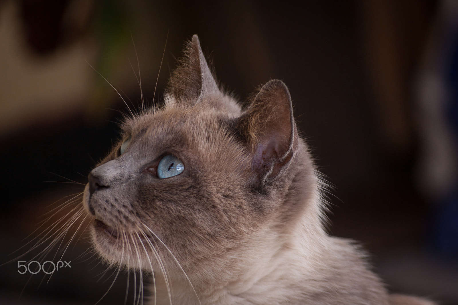 Canon EOS 40D + Sigma 70-300mm F4-5.6 APO DG Macro sample photo. Violetta the cat with the blue eyes photography