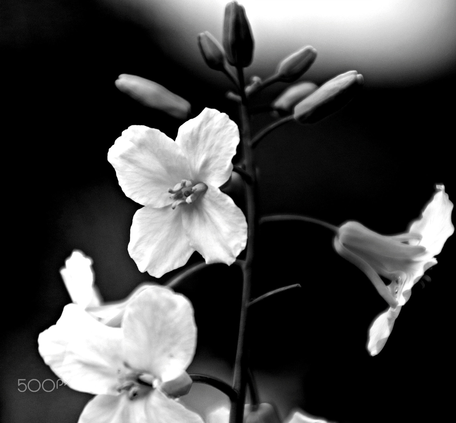 Canon TS-E 90mm F2.8 Tilt-Shift sample photo. Pure b&w photography