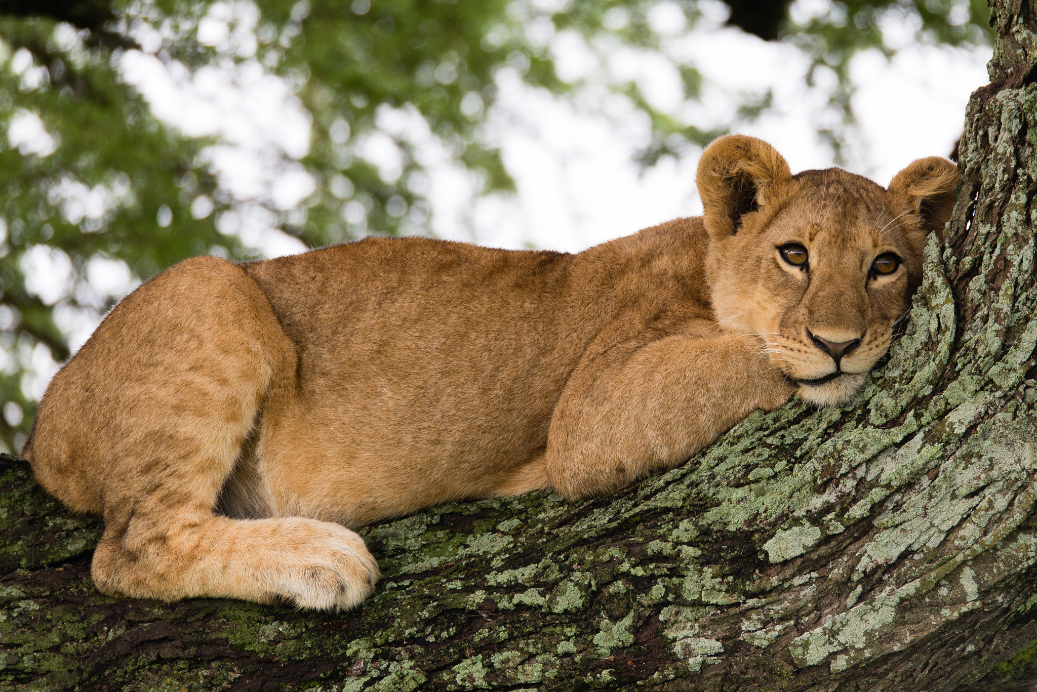 Sigma 150-600mm F5-6.3 DG OS HSM | S sample photo. Little simba photography