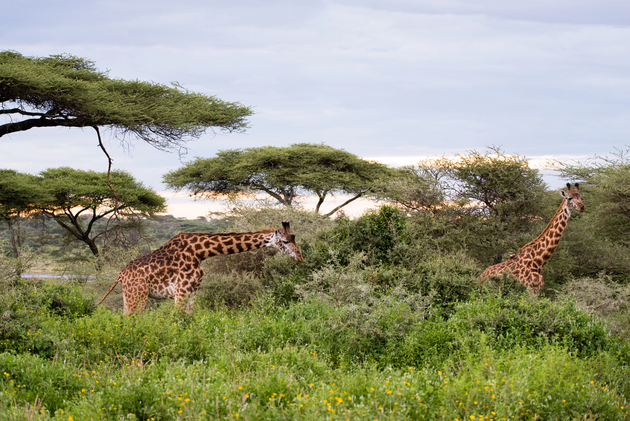 Sigma 150-600mm F5-6.3 DG OS HSM | S sample photo. Paisible girafes photography
