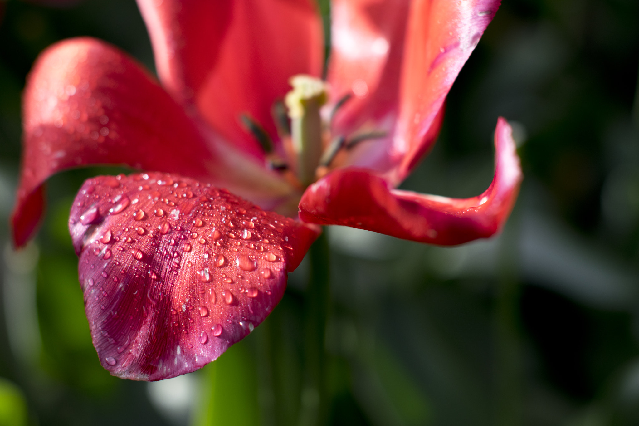 Nikon D3300 + Sigma 50mm F1.4 EX DG HSM sample photo. Morning dew photography