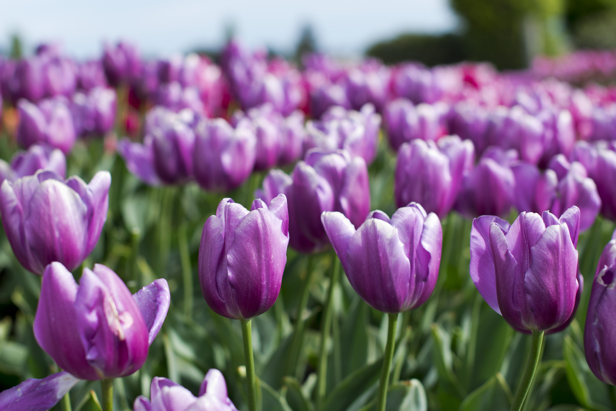 Sigma 50mm F1.4 EX DG HSM sample photo. The color of royalty photography