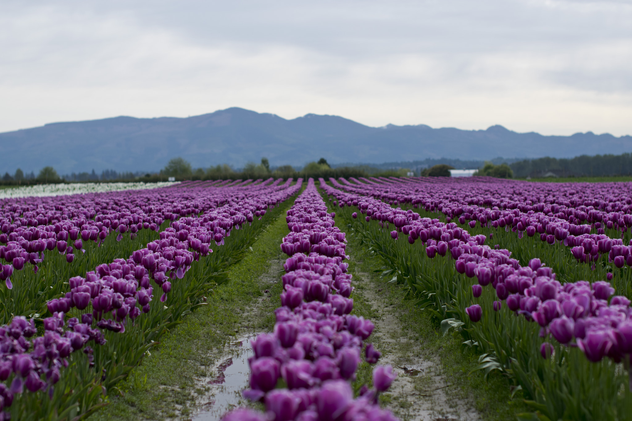 Nikon D3300 + Sigma 50mm F1.4 EX DG HSM sample photo. Purple tulip field photography