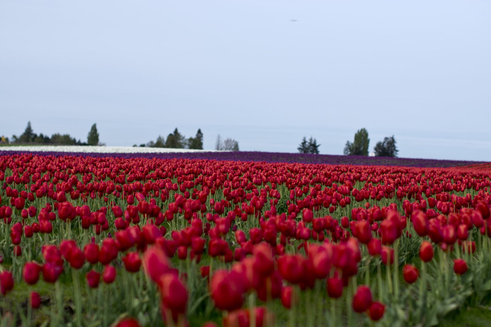 Nikon D3300 + Sigma 50mm F1.4 EX DG HSM sample photo. Colorful field photography