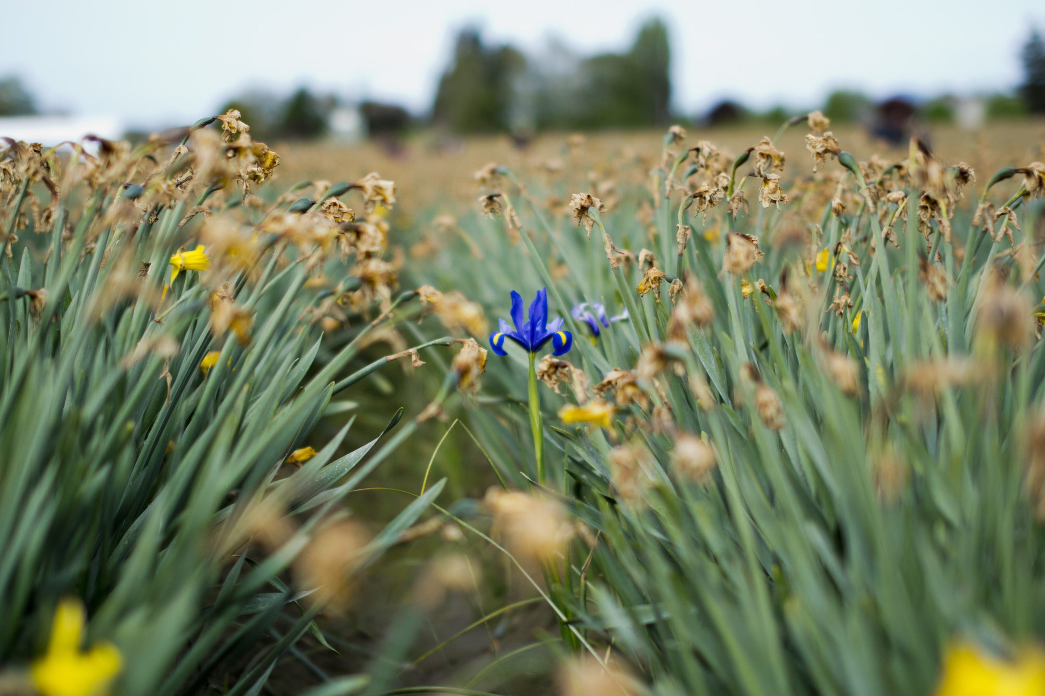 Nikon D3300 + Sigma 50mm F1.4 EX DG HSM sample photo. Thrive photography