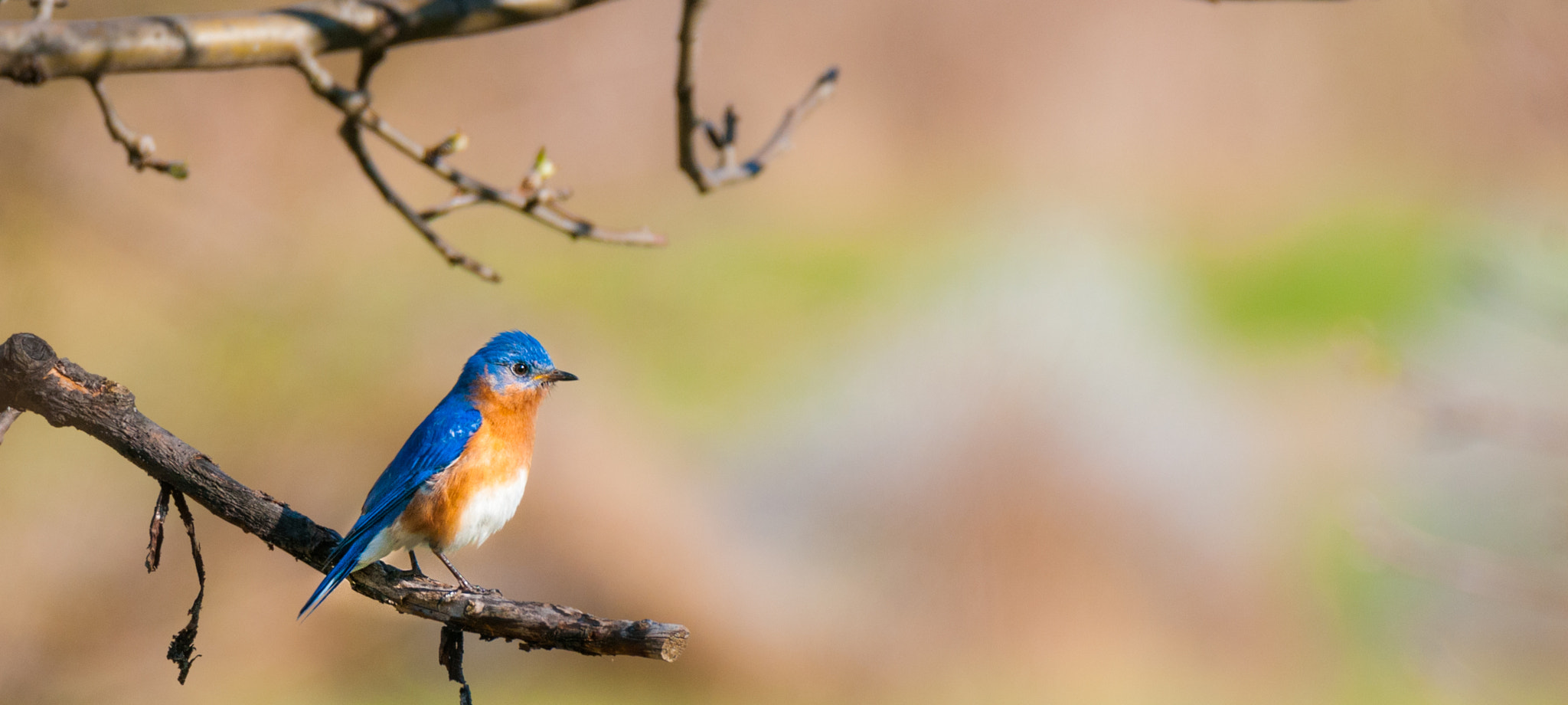 Sigma 150-600mm F5-6.3 DG OS HSM | C sample photo. Little bluebird photography
