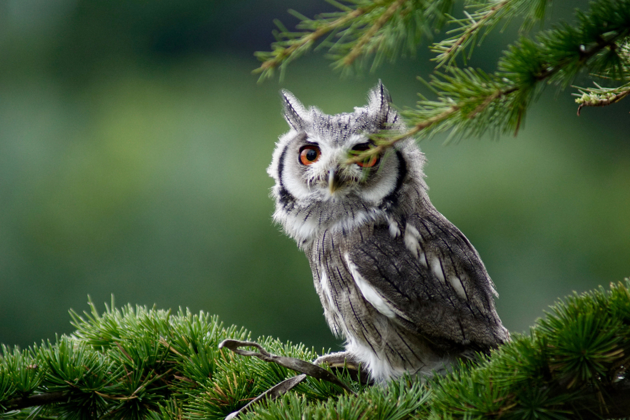 Sony 75-300mm F4.5-5.6 sample photo. In the wild but not so photography