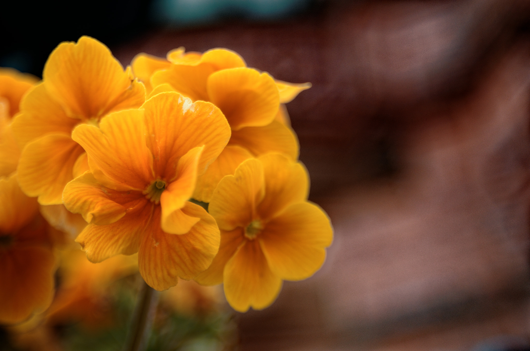 Manual Lens No CPU sample photo. Spring has sprung photography