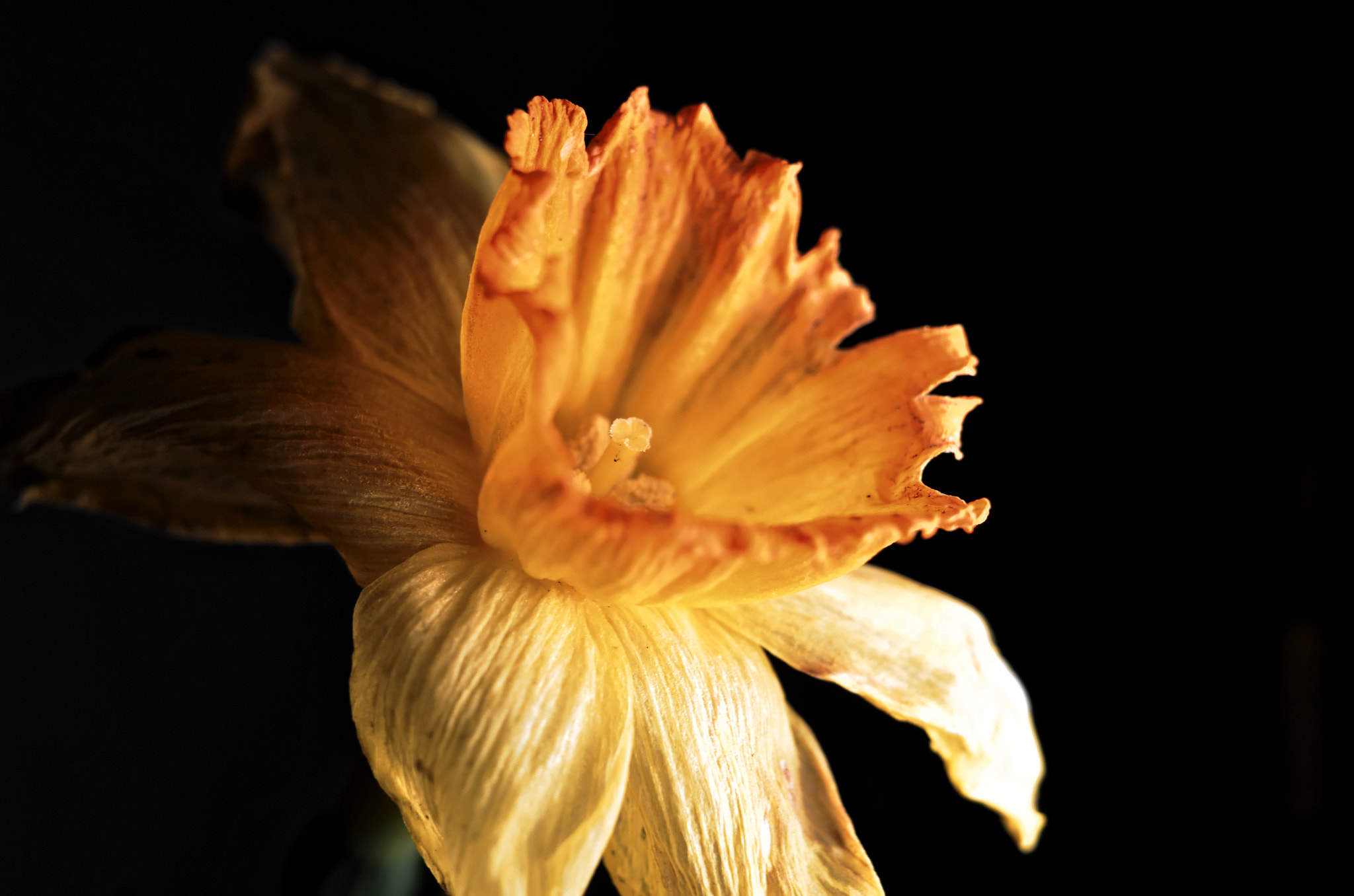 Manual Lens No CPU sample photo. And flowers die 4 photography