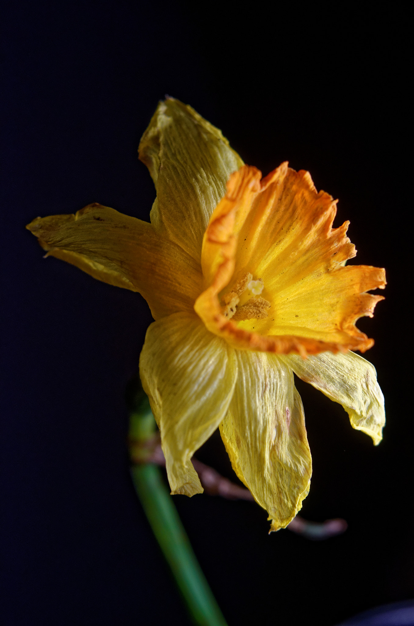 Manual Lens No CPU sample photo. And flowers die 1 photography