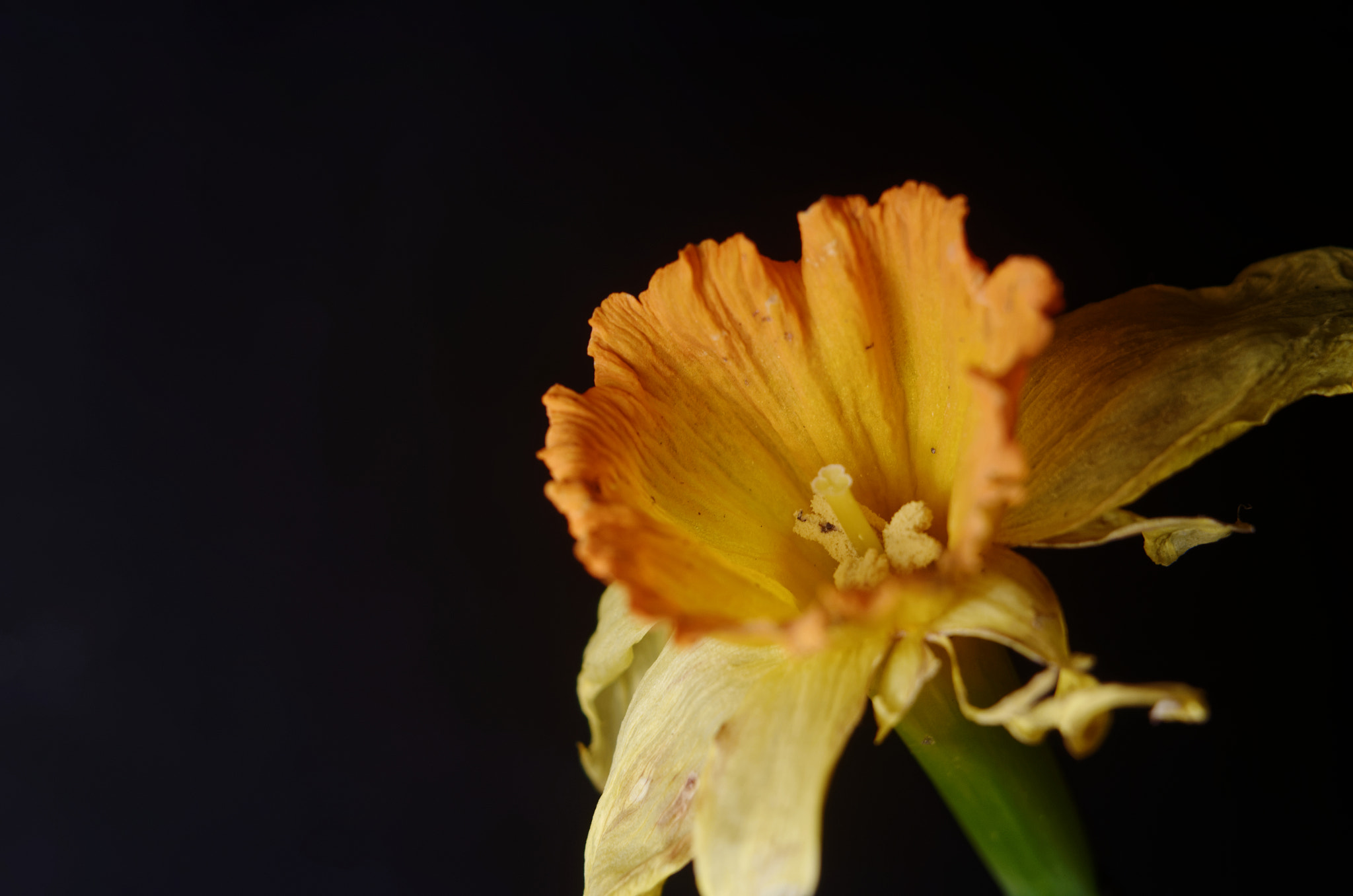 Manual Lens No CPU sample photo. And flowers die 2 photography