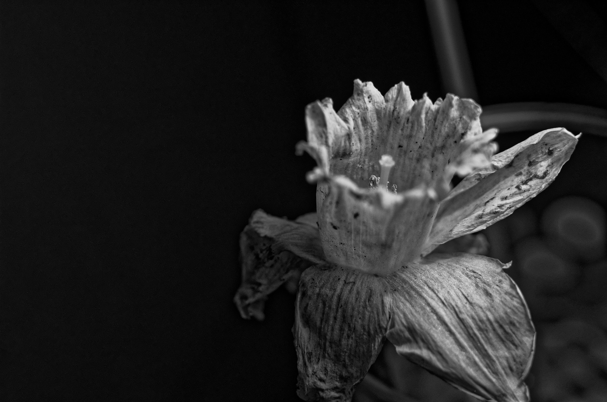 Manual Lens No CPU sample photo. And flowers die 3 photography
