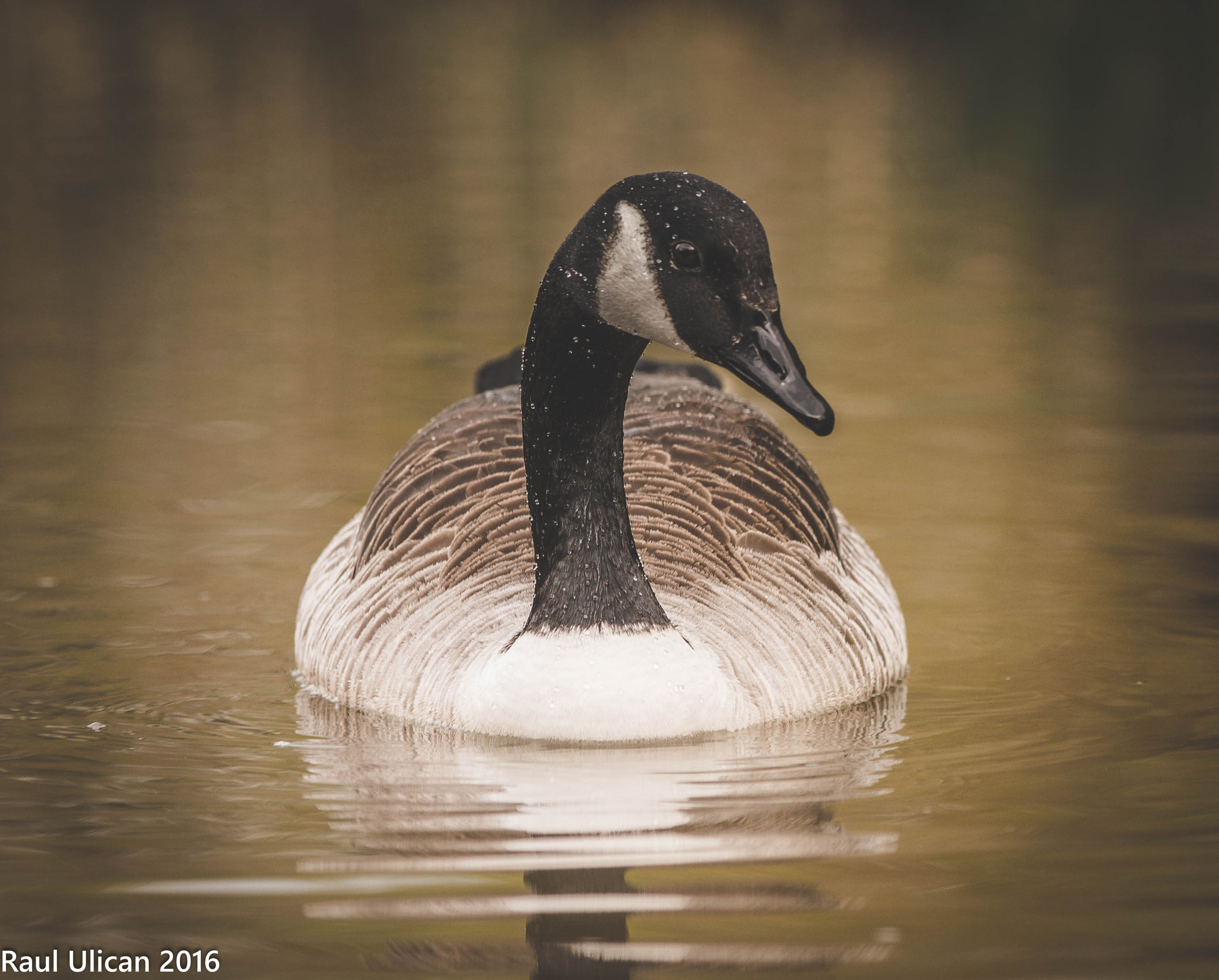 Canon EOS-1Ds Mark III + Canon EF 200mm F2.8L II USM sample photo. Duck photography