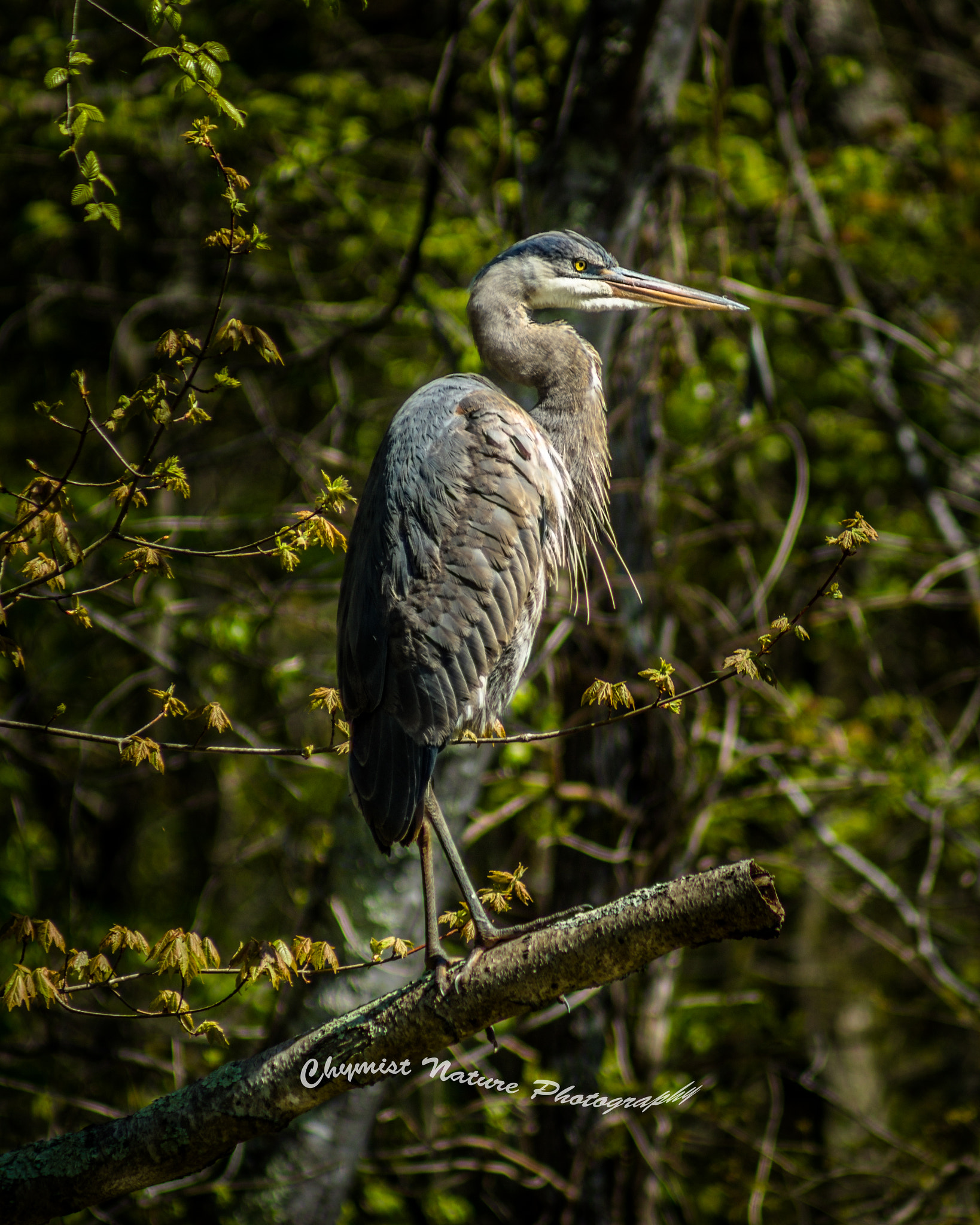 Sony 75-300mm F4.5-5.6 sample photo. Blue heron 2 photography
