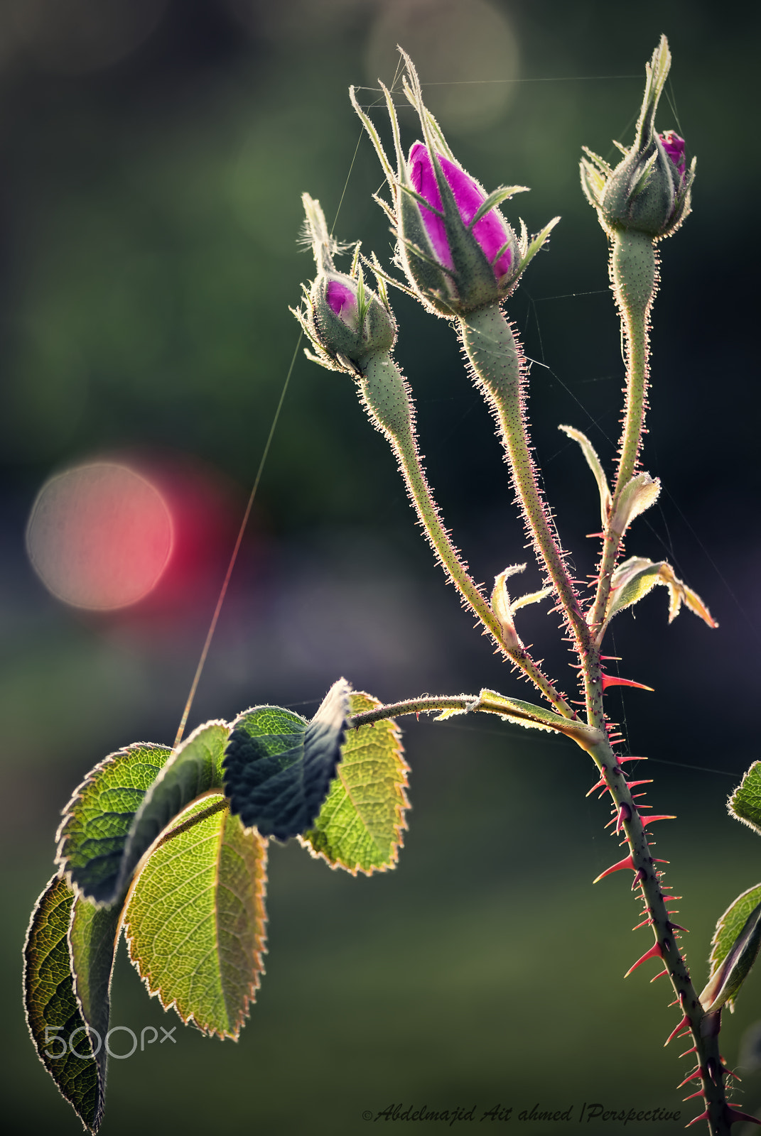 Nikon D200 sample photo. Contact with the rose family....!! photography