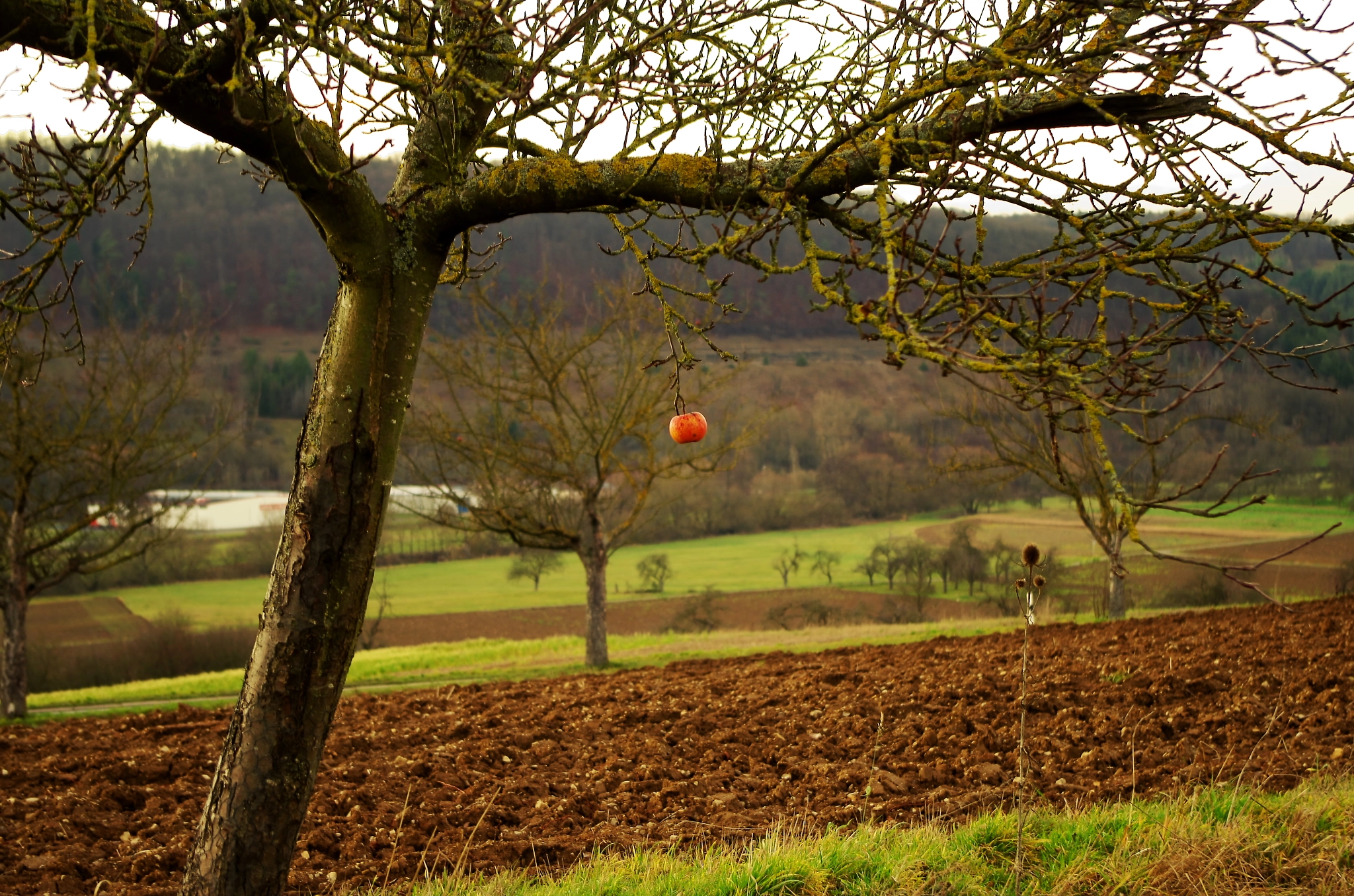 Pentax K-30 sample photo. Ein apfelbaum photography