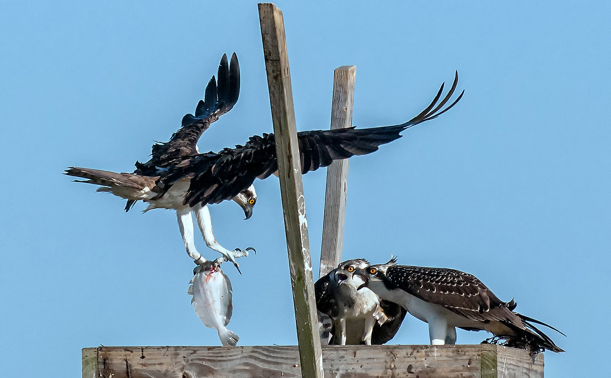 AF-S Nikkor 300mm f/2.8D IF-ED II sample photo. Osprey breakfast photography