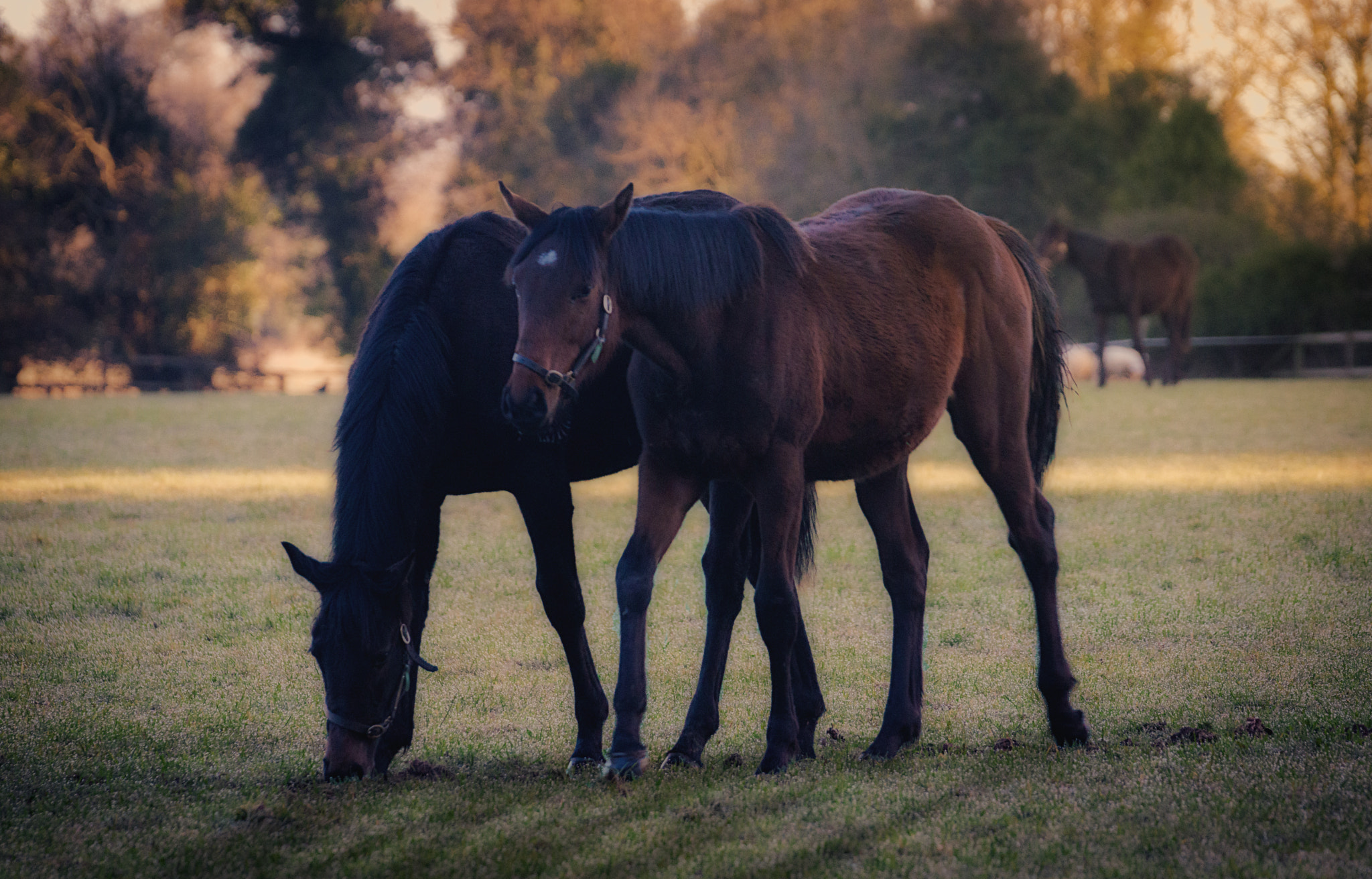 Sony 70-300mm F4.5-5.6 G SSM sample photo. Horses photography
