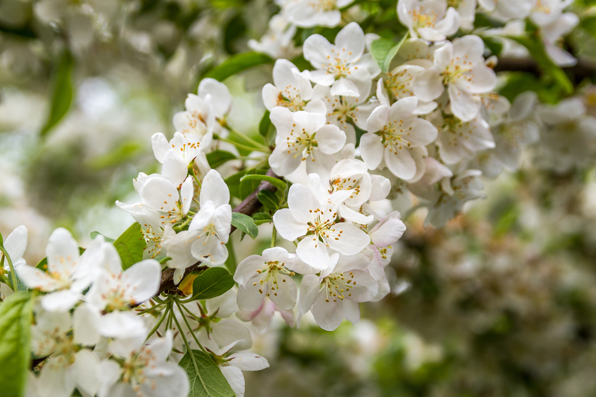 Sigma 18-50mm f/2.8 Macro sample photo. Apple blossom photography