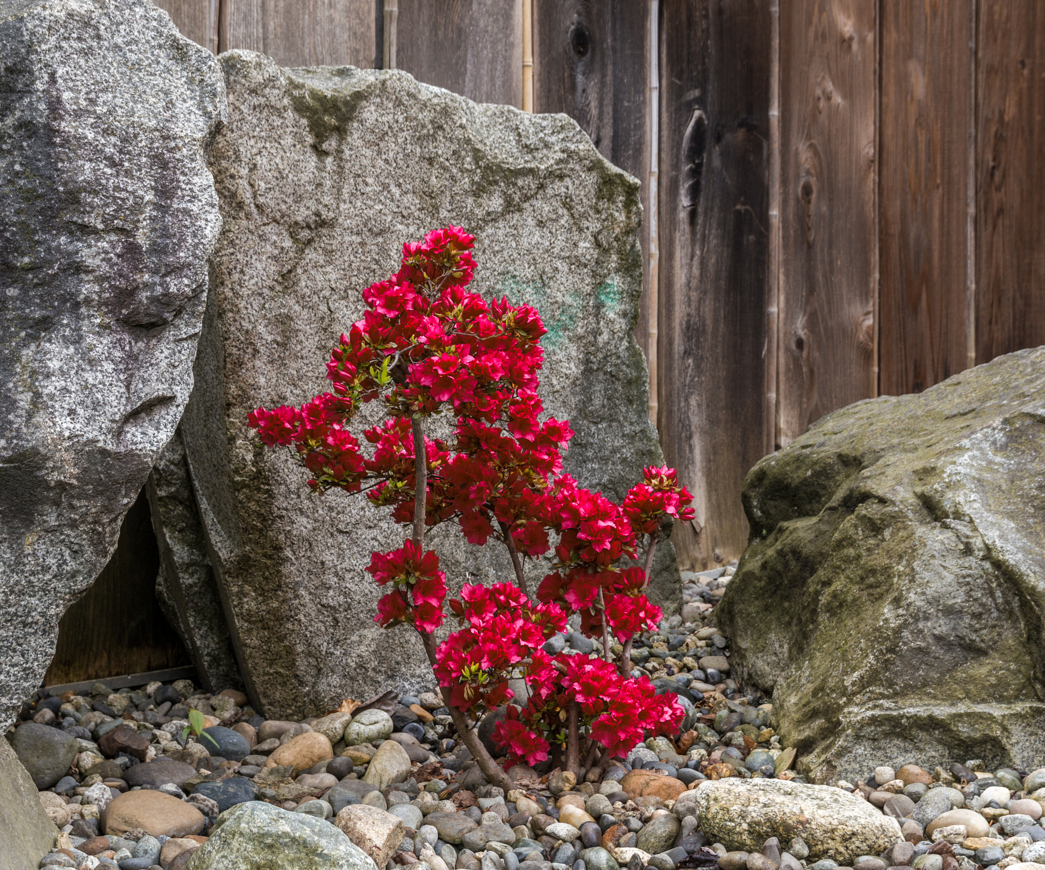 Sigma 18-50mm f/2.8 Macro sample photo. Hard life photography