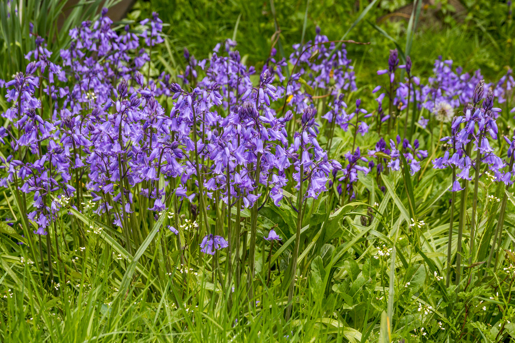 Sigma 18-50mm f/2.8 Macro sample photo. Contrast photography
