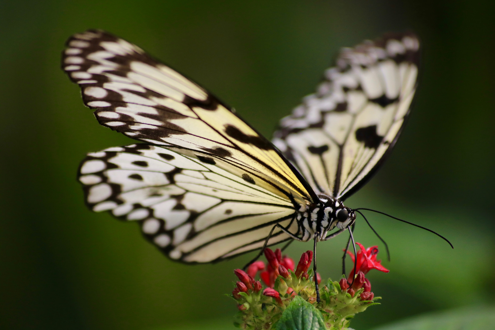 Sigma 70-300mm F4-5.6 APO DG Macro sample photo. Butterfly photography