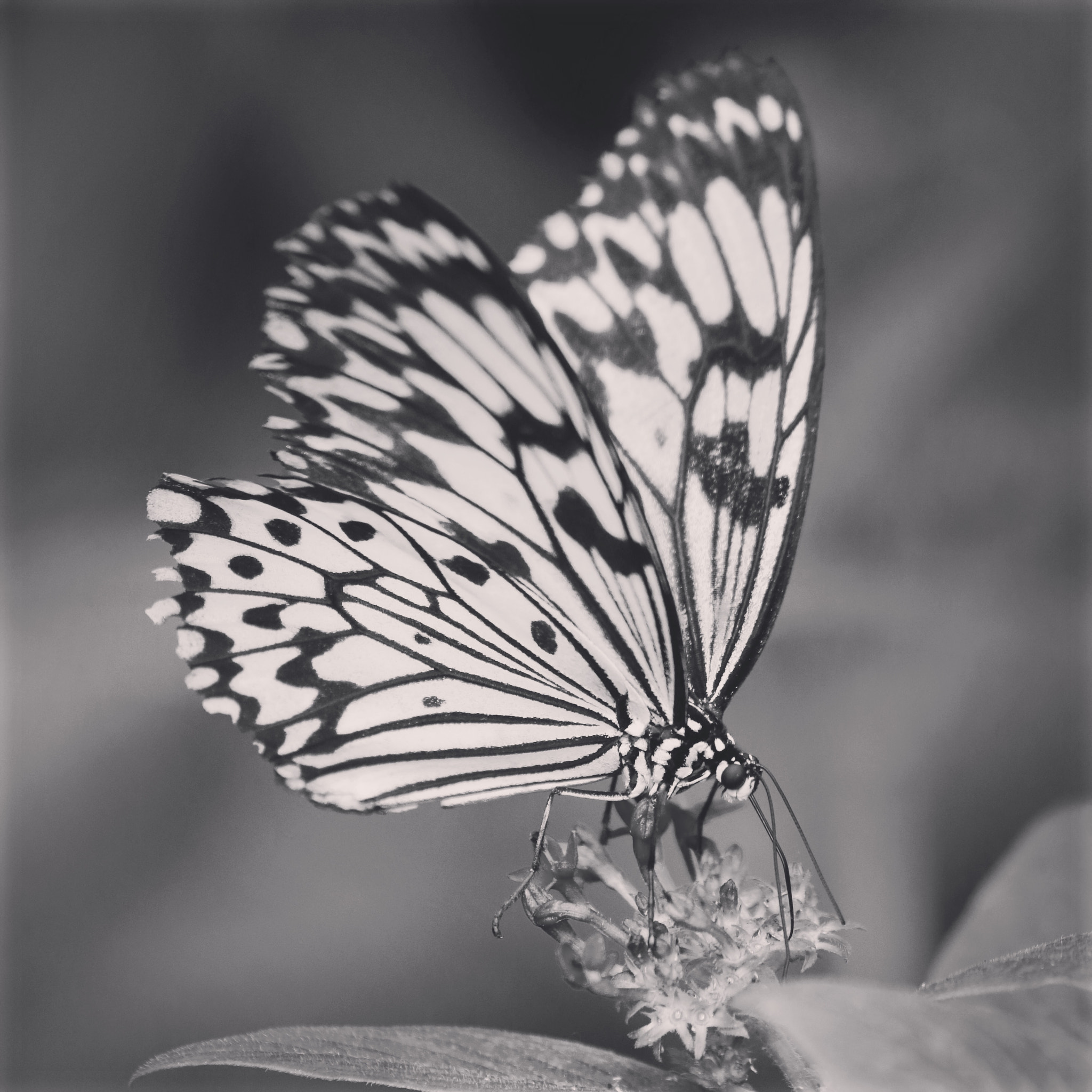 Sigma 70-300mm F4-5.6 APO DG Macro sample photo. Butterfly photography