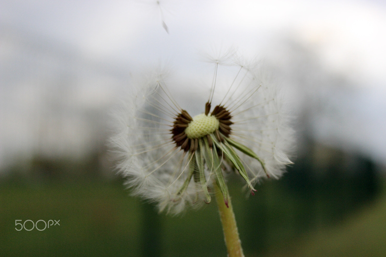 Canon EF-S 18-55mm F3.5-5.6 IS II sample photo. Dandelion clock photography