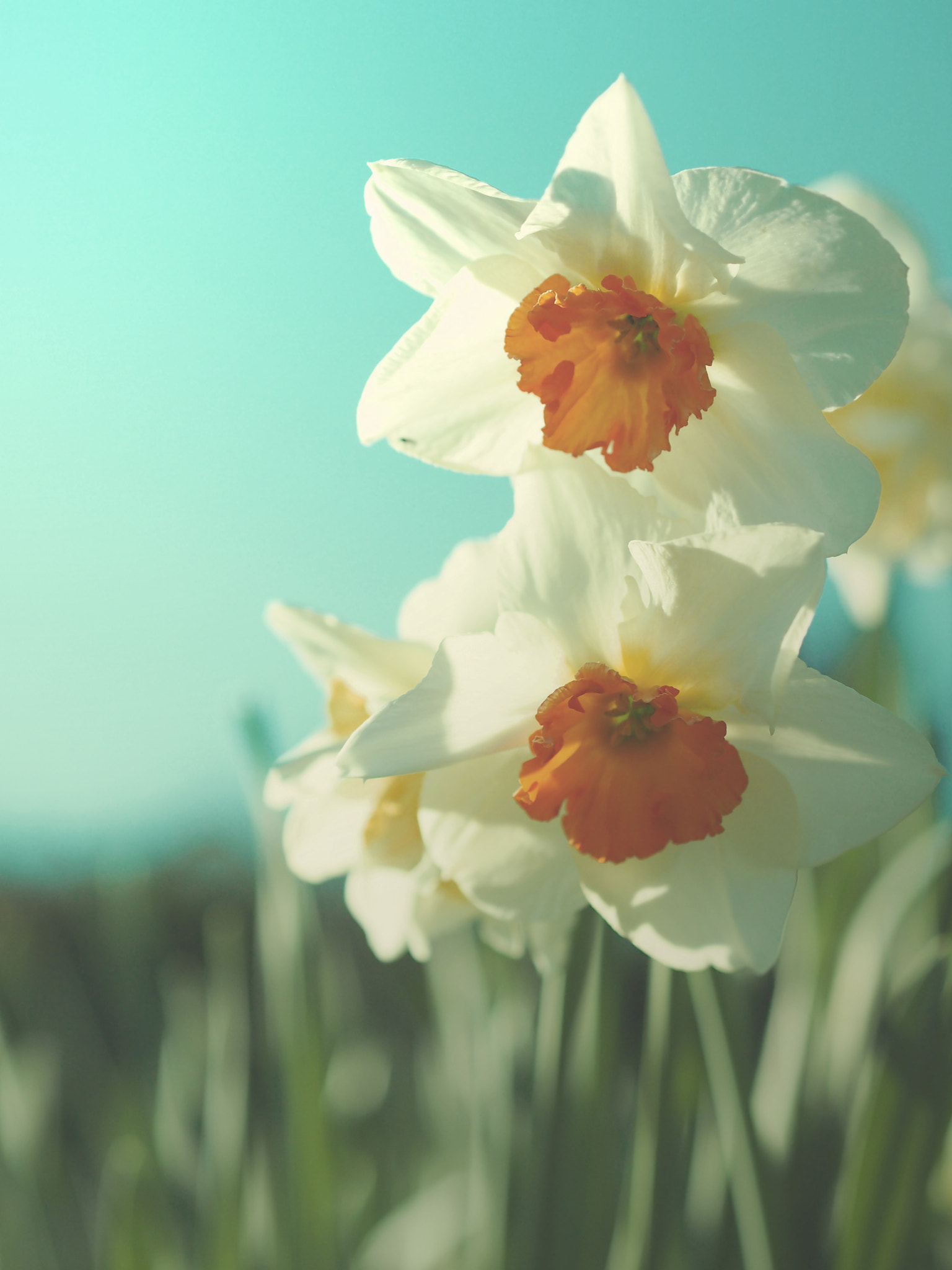 Olympus PEN E-P3 sample photo. Daffodils photography