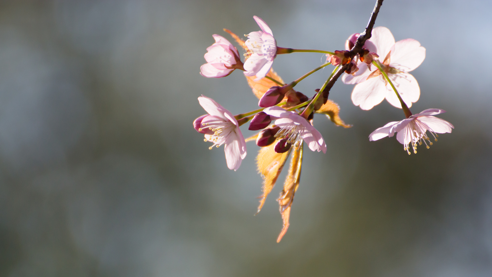 Tamron SP 35mm F1.8 Di VC USD sample photo. Canosa rosa photography