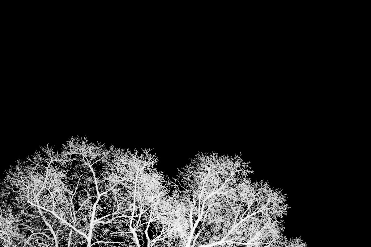Sony a7R + Sony Distagon T* FE 35mm F1.4 ZA sample photo. Illuminated tree photography