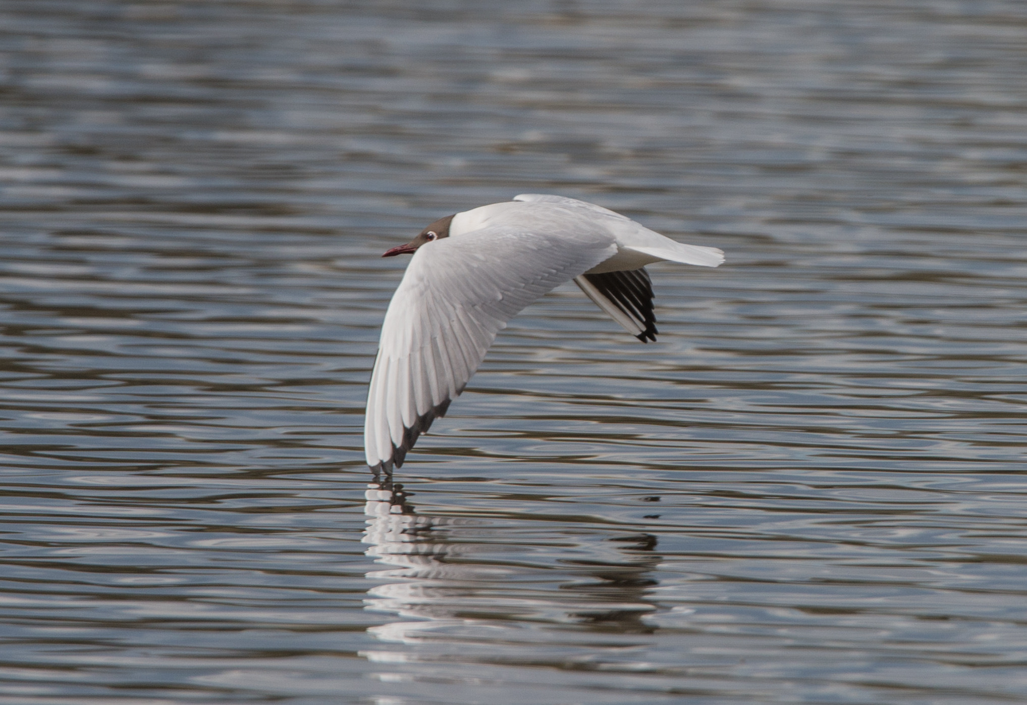 Nikon D800E sample photo. Skimming photography