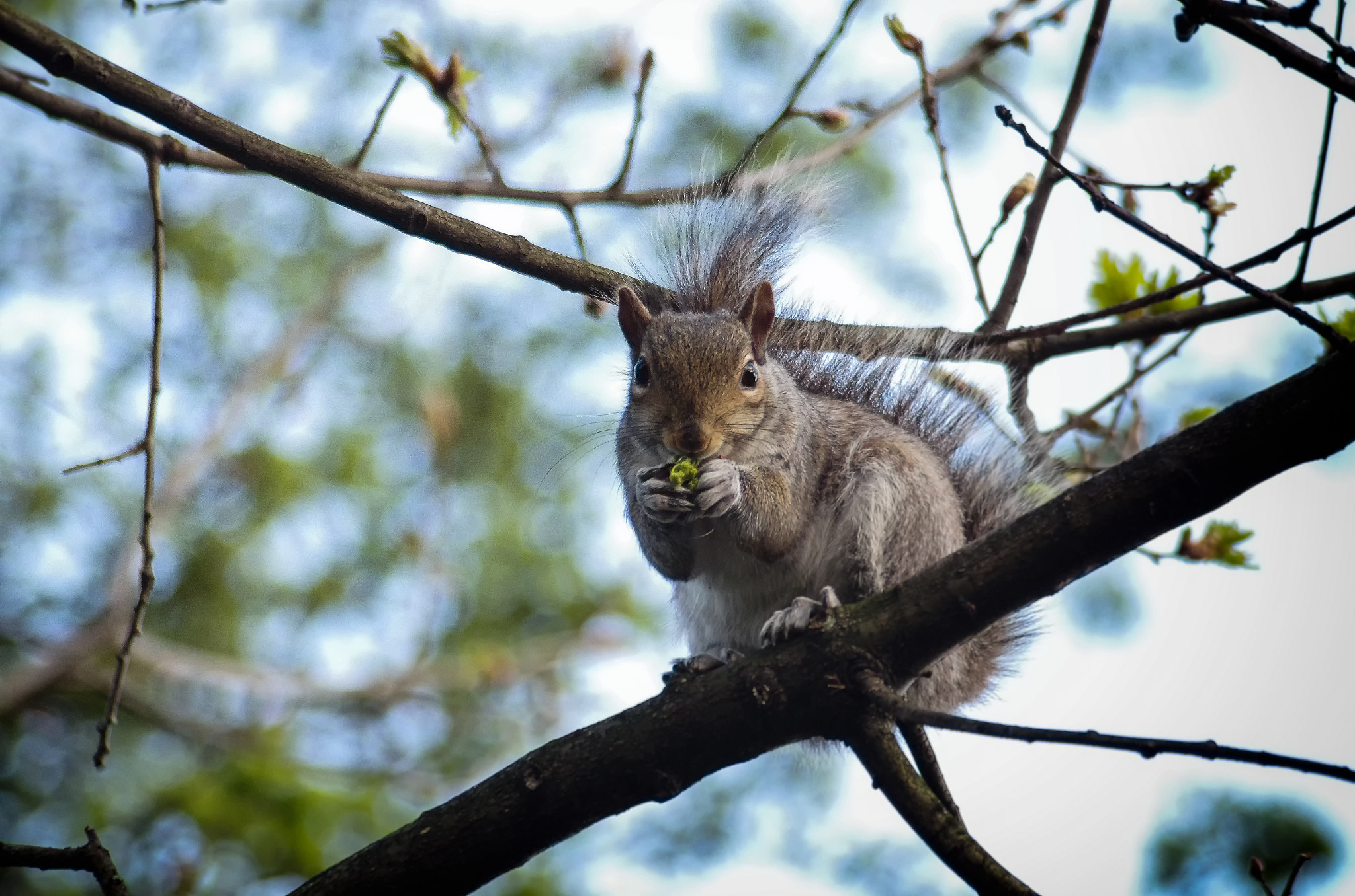 smc PENTAX-F 80-200mm F4.7-5.6 sample photo. Omnom 2 photography